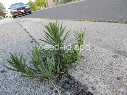 tarweed, cluster